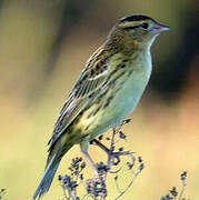 Bobolink