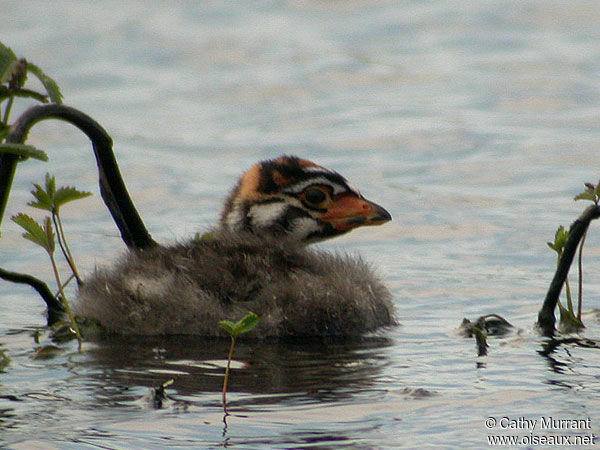 Pied-billed Grebe