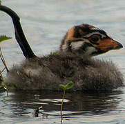 Pied-billed Grebe