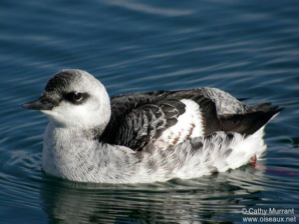 Guillemot à miroir