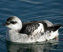 Guillemot à miroir