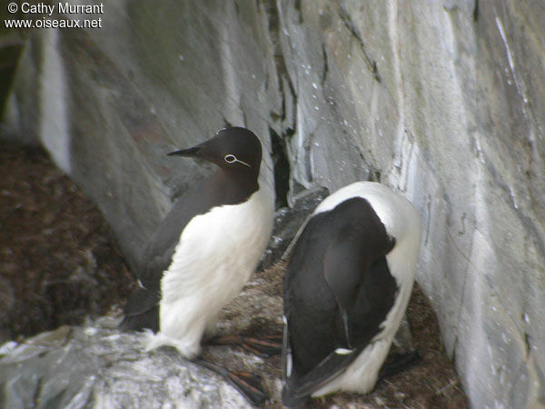 Guillemot de Troïl