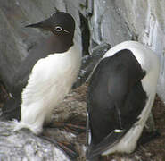 Guillemot de Troïl