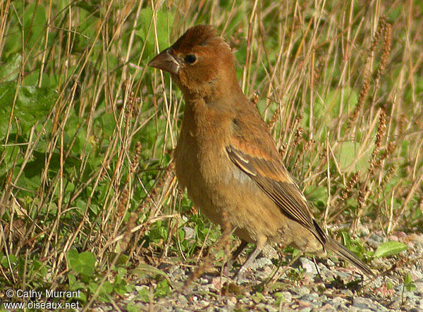 Blue Grosbeak