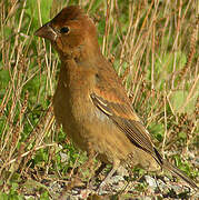 Blue Grosbeak