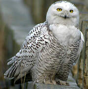 Snowy Owl