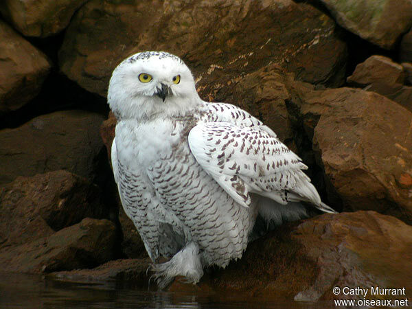 Harfang des neiges