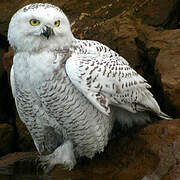 Snowy Owl