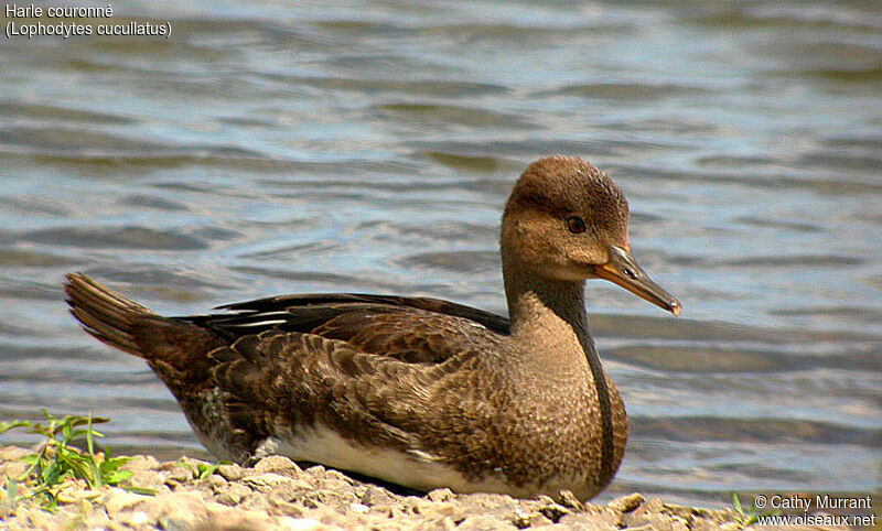 Hooded Merganser