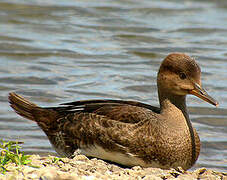 Hooded Merganser