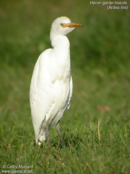 Western Cattle Egret