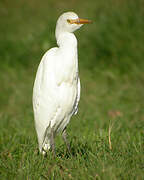 Western Cattle Egret