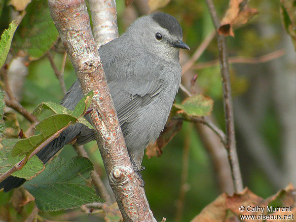 Grey Catbird