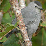 Grey Catbird