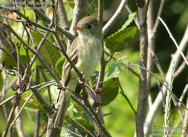 Alder Flycatcher