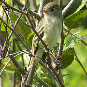 Alder Flycatcher