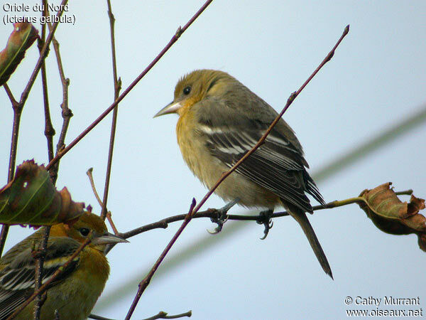 Oriole du Nord