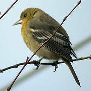 Baltimore Oriole