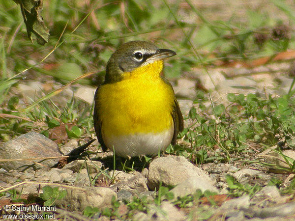 Yellow-breasted Chat