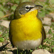 Yellow-breasted Chat