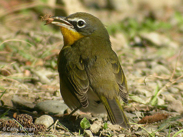 Yellow-breasted Chat