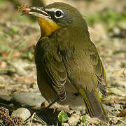 Yellow-breasted Chat