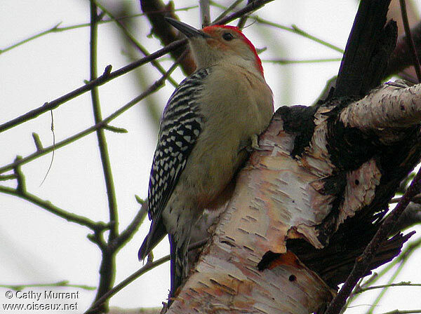 Red-bellied Woodpecker