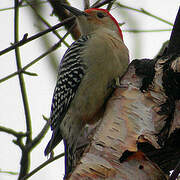 Red-bellied Woodpecker