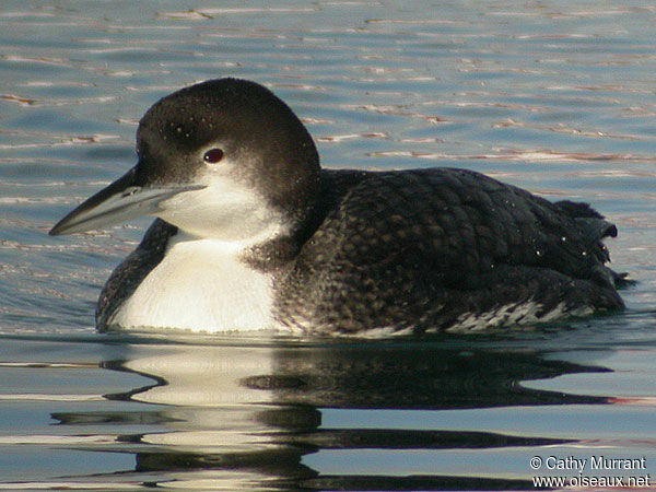 Common Loon