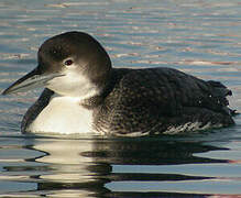 Common Loon