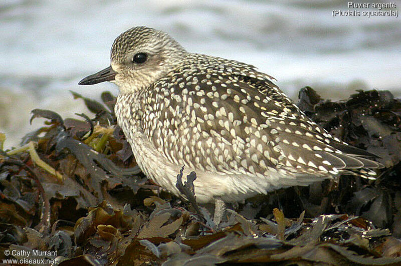 Grey Plover