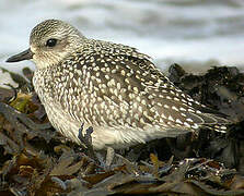 Grey Plover