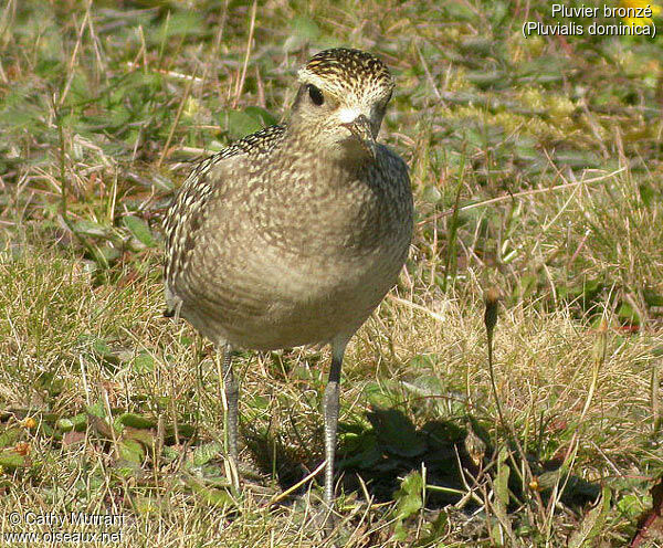 Pluvier bronzé