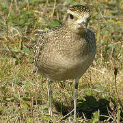 American Golden Plover