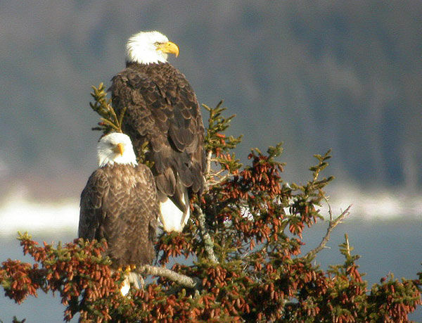 Bald Eagle