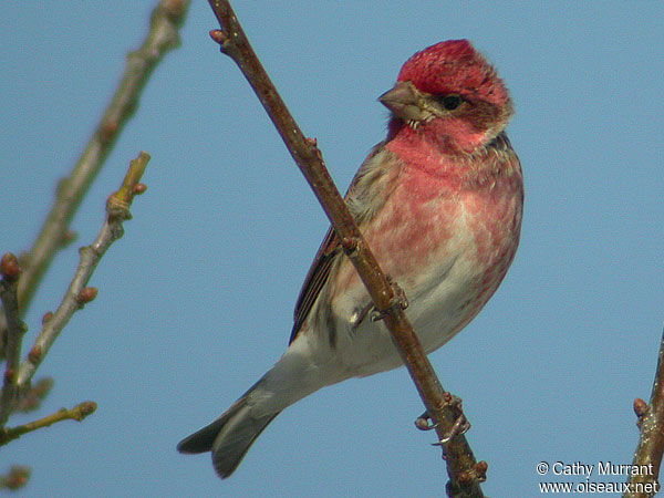 Purple Finch