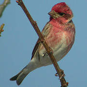 Purple Finch