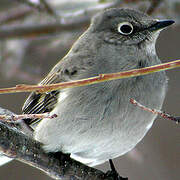 Townsend's Solitaire