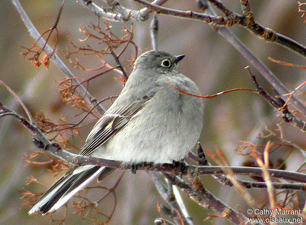 Townsend's Solitaire