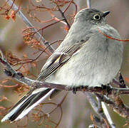 Townsend's Solitaire