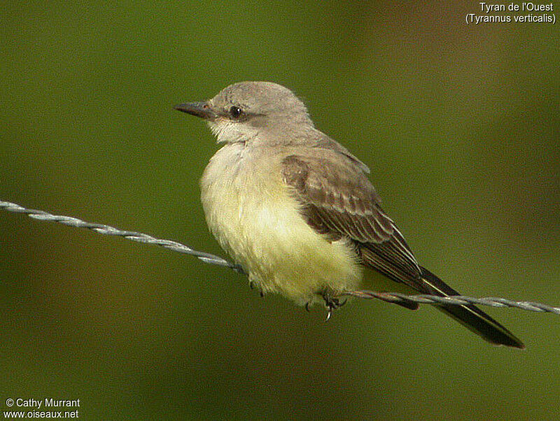 Western Kingbird