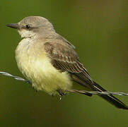 Western Kingbird