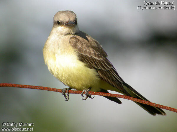 Western Kingbird