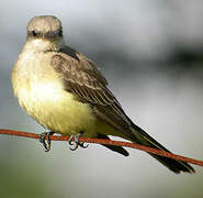 Western Kingbird