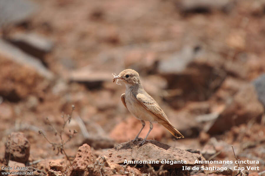 Bar-tailed Larkadult, Reproduction-nesting