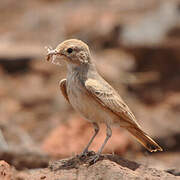 Bar-tailed Lark