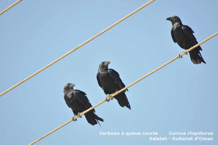 Corbeau à queue courteadulte