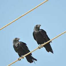 Corbeau à queue courte