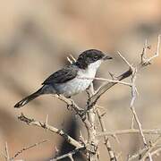 Arabian Warbler