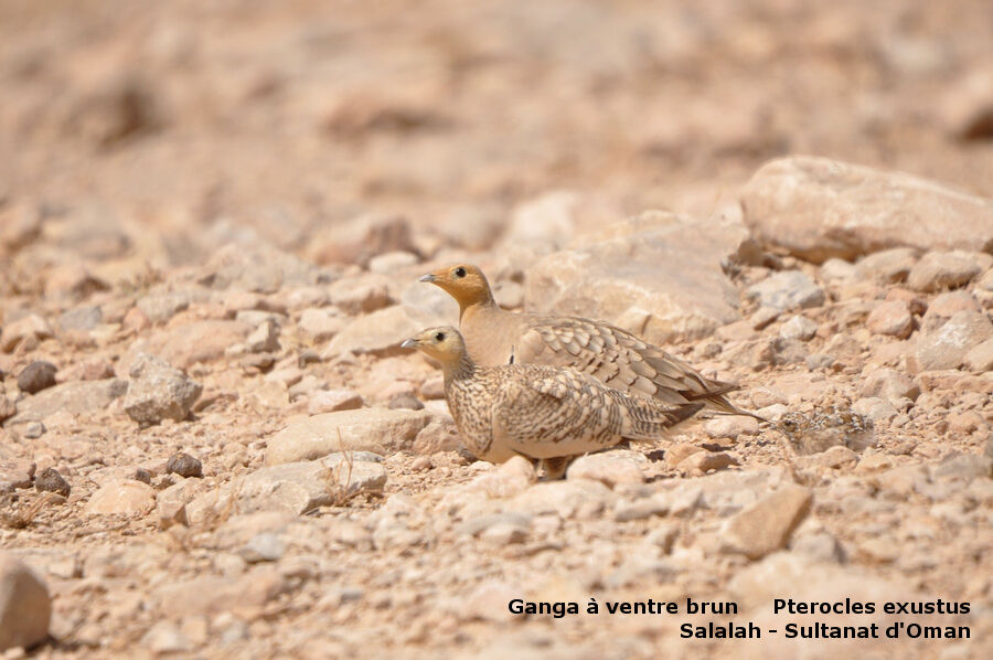 Chestnut-bellied Sandgrouseadult